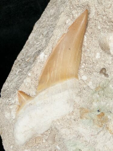 Otodus Shark Tooth Fossil In Matrix #18176